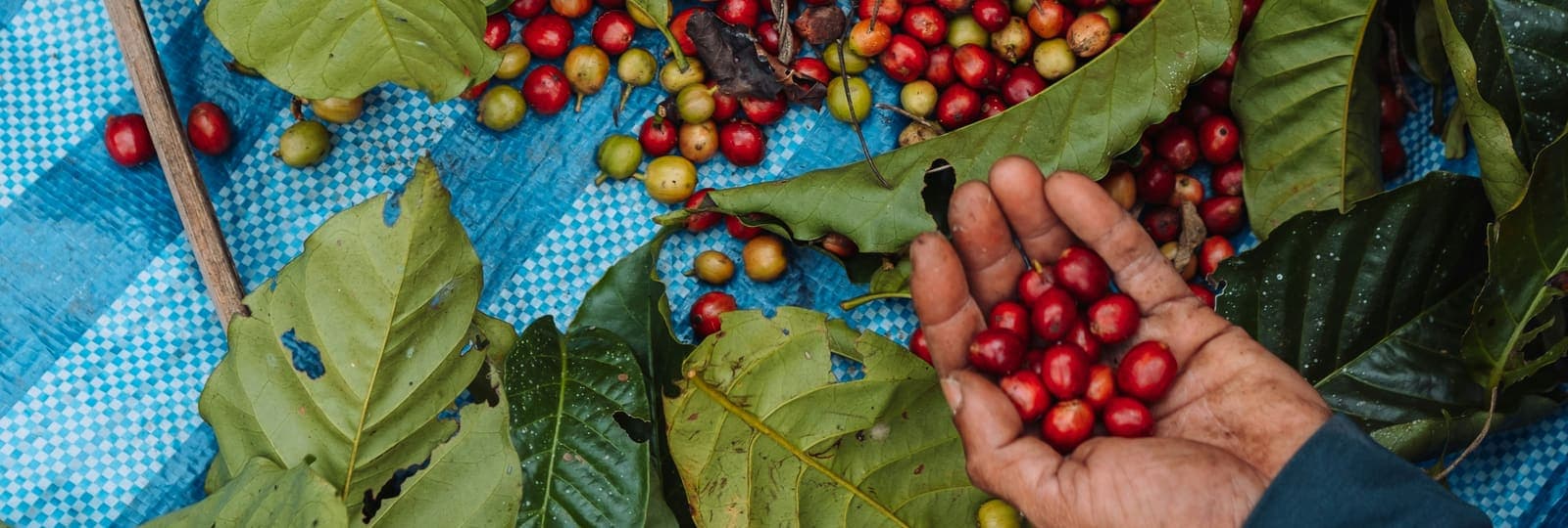 Ethiopia coffee